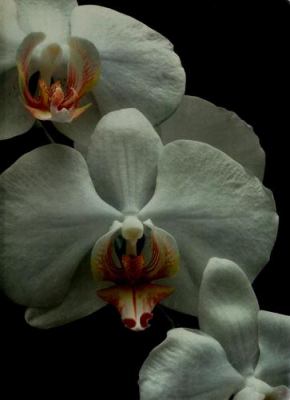 Orchids