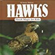 Hawks : hawk magic for kids