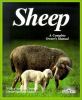 Sheep, everything about housing, care, feeding, and sicknesses ...